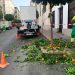 El Ayuntamiento avanza en el plan de poda de naranjos para embellecer las calles de la ciudad