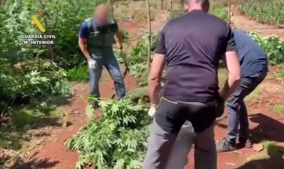 La Guardia Civil desmantela una plantación de marihuana en una zona de alto valor ecológico de la Serranía de Ronda