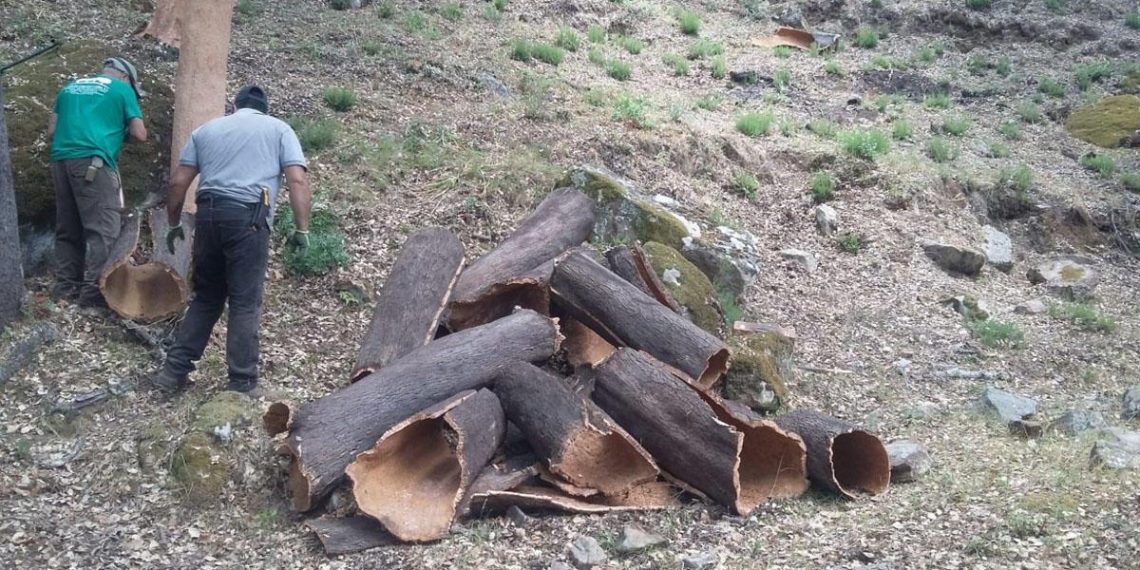 El Ayuntamiento publica la convocatoria de una plaza de ingeniero superior de Montes