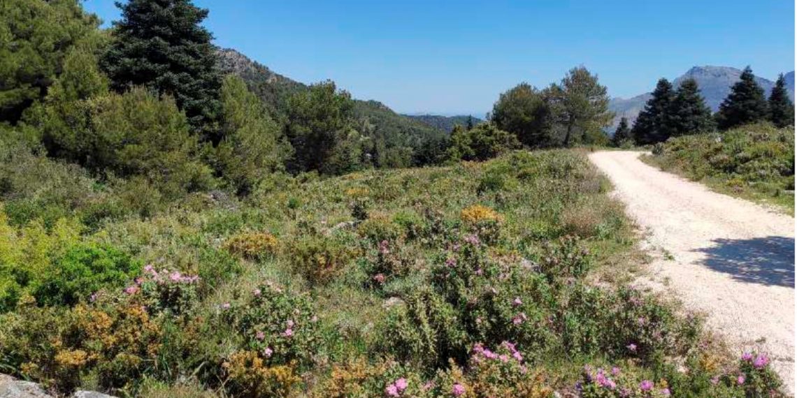 La Diputación invierte 1,6 millones de euros en nuevos miradores y mejoras de carriles y aparcamientos en la Sierra de las Nieves