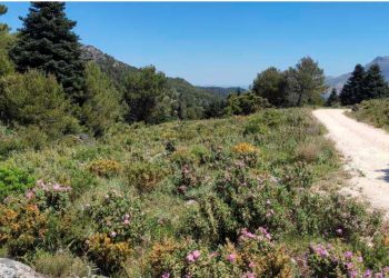 La Diputación invierte 1,6 millones de euros en nuevos miradores y mejoras de carriles y aparcamientos en la Sierra de las Nieves