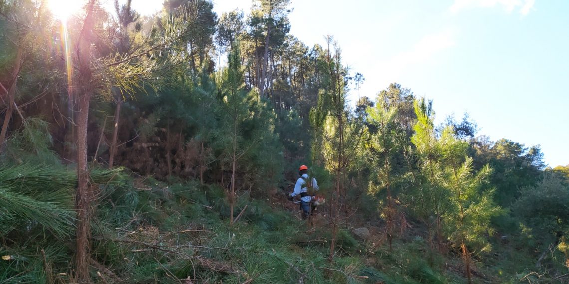 El Ayuntamiento incide en la gestión forestal sostenible en sus Montes de Propios