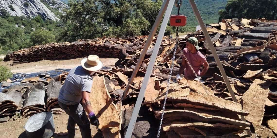 El Ayuntamiento inicia licita la venta del corcho de los Montes de Propios por casi 416.000 euros más IVA, con una oferta de tres lotes distintos