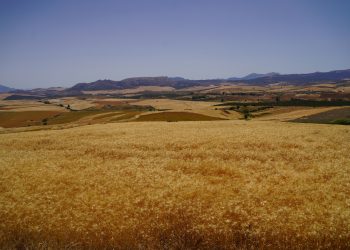 Cañete la Real prevé una mejor cosecha de cereales que la pasada