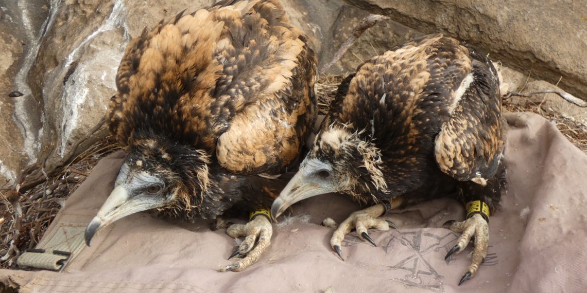 La Agencia de Medio Ambiente y Agua de Andalucía trabaja en la recuperación del alimoche en la Serranía de Ronda