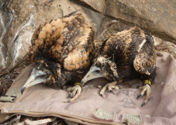 La Agencia de Medio Ambiente y Agua de Andalucía trabaja en la recuperación del alimoche en la Serranía de Ronda