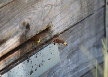 COAG Málaga alerta del ataque del avispón asiático a colmenas del Valle del Genal y otros puntos de la provincia