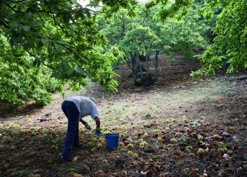La cosecha de castañas en el Valle del Genal volverá a ser baja