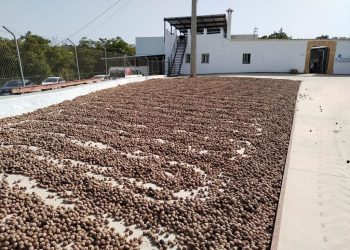 El pleno da luz verde a dos proyectos de ampliación de destacadas empresas agroalimentarias en Ronda