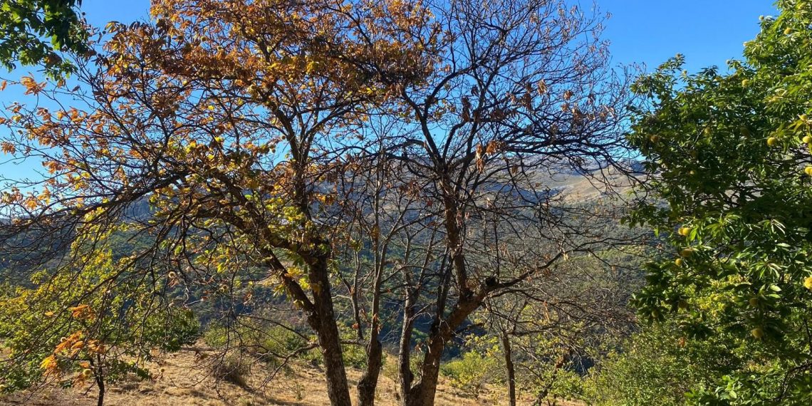 Asaja Málaga dice que falta de agua, la despoblación y las enfermedades «condenan» de nuevo a la cosecha de la castaña