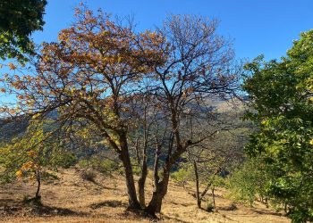 Asaja Málaga dice que falta de agua, la despoblación y las enfermedades «condenan» de nuevo a la cosecha de la castaña