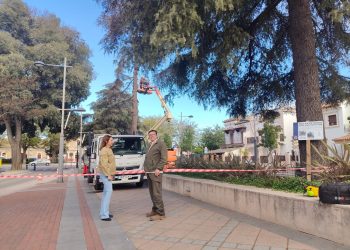 El Ayuntamiento actuará sobre los cedros de la avenida Martínez Astein para protegerlos ante posibles temporales garantizando la seguridad