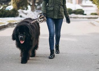 Una moción de apoyo al sector veterinario reivindica al Gobierno que modifique el decreto que regula la dispensación de los medicamentos
