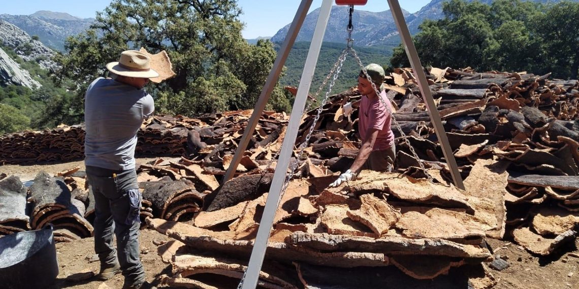 El Ayuntamiento licita la saca del corcho de la temporada de este año con una producción estimada de 395.000 kilos