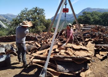 El Ayuntamiento licita la saca del corcho de la temporada de este año con una producción estimada de 395.000 kilos