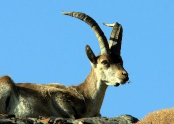 La Junta establece las medidas de seguimiento y control frente a la sarna sarcóptica en varias poblaciones de cabra montés