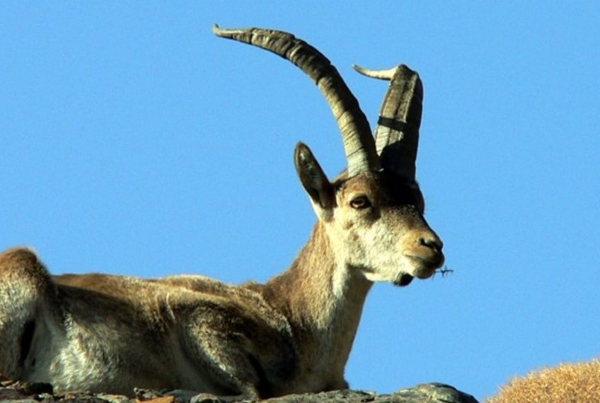 La Junta establece las medidas de seguimiento y control frente a la sarna sarcóptica en varias poblaciones de cabra montés
