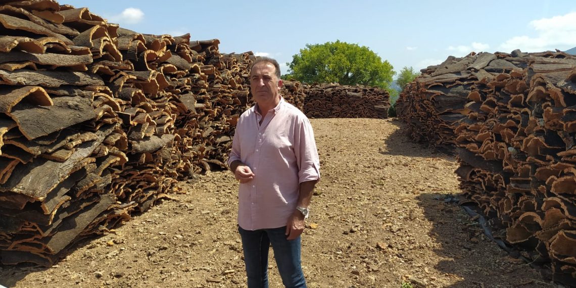 El Ayuntamiento calcula que obtendrá unos 370.000 kilos en la campaña del corcho de los Montes de Propios de este año que ha alcanzado su ecuador