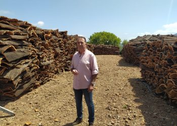 El Ayuntamiento calcula que obtendrá unos 370.000 kilos en la campaña del corcho de los Montes de Propios de este año que ha alcanzado su ecuador