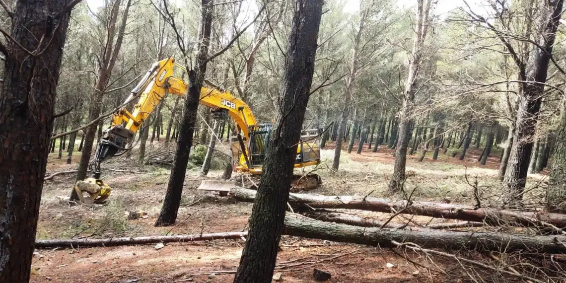 La Diputación fomenta la limpieza de los montes para evitar incendios y extiende el aprovechamiento de la biomasa forestal con una inversión de casi 16 millones de euros