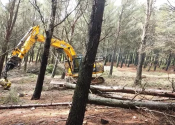 La Diputación fomenta la limpieza de los montes para evitar incendios y extiende el aprovechamiento de la biomasa forestal con una inversión de casi 16 millones de euros
