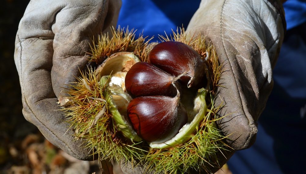 LA COSECHA DE CASTAÑAS MEJORARÁ RESPECTO A LAS ÚLTIMAS CAMPAÑAS