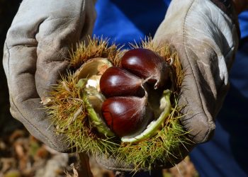 LA COSECHA DE CASTAÑAS MEJORARÁ RESPECTO A LAS ÚLTIMAS CAMPAÑAS