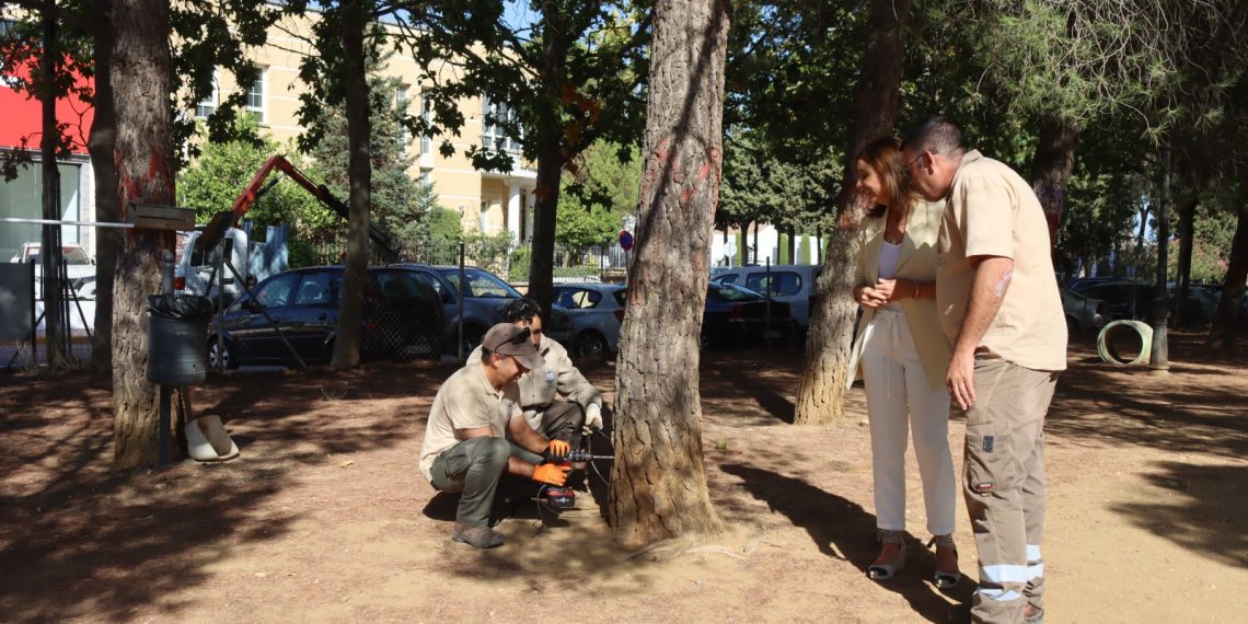 El Ayuntamiento inicia tratamientos en diferentes zonas verdes de la ciudad contra la ‘procesionaria del pino’