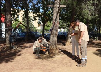 El Ayuntamiento inicia tratamientos en diferentes zonas verdes de la ciudad contra la ‘procesionaria del pino’