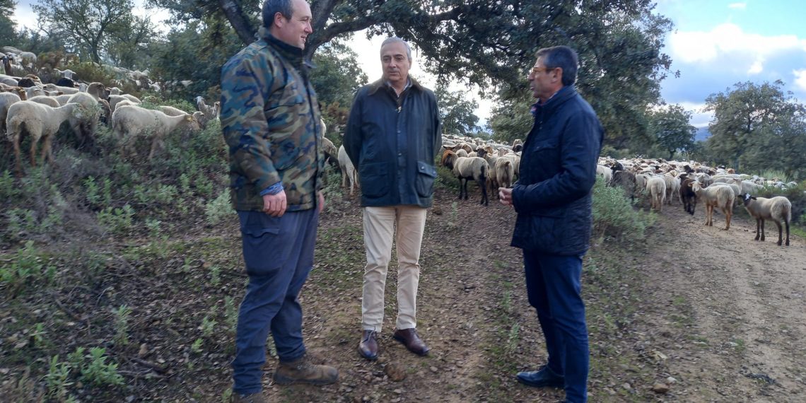La Junta auxilia a más de cien explotaciones ganaderas de la Serranía de Ronda afectadas por la lengua azul
