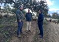 La Junta auxilia a más de cien explotaciones ganaderas de la Serranía de Ronda afectadas por la lengua azul