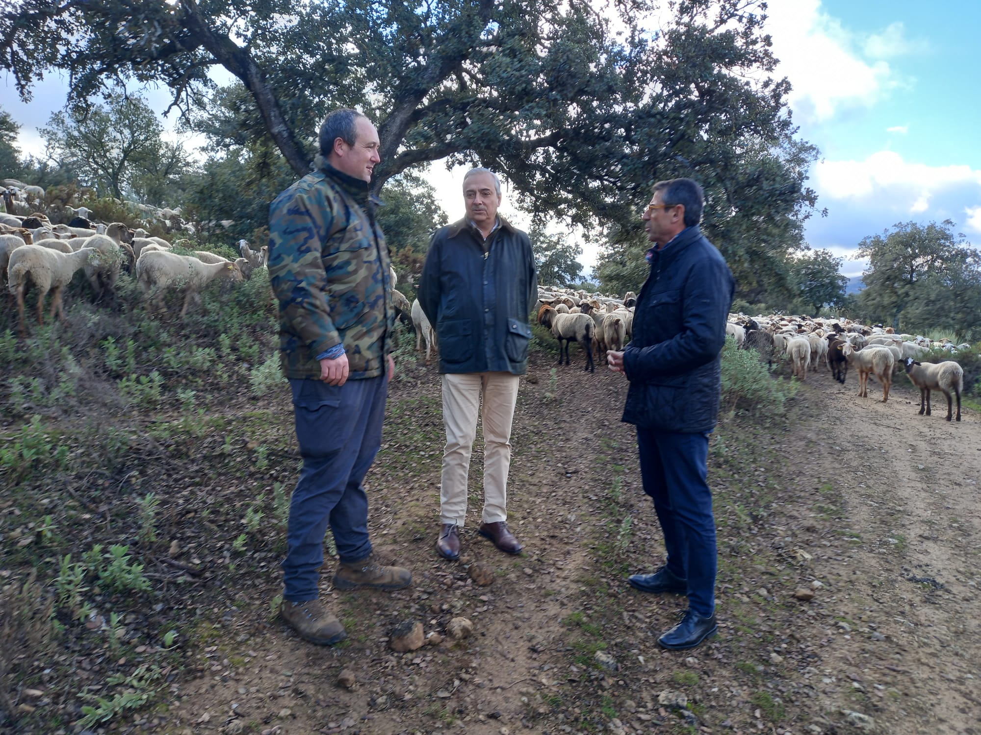 La Junta auxilia a más de cien explotaciones ganaderas de la Serranía de Ronda afectadas por la lengua azul