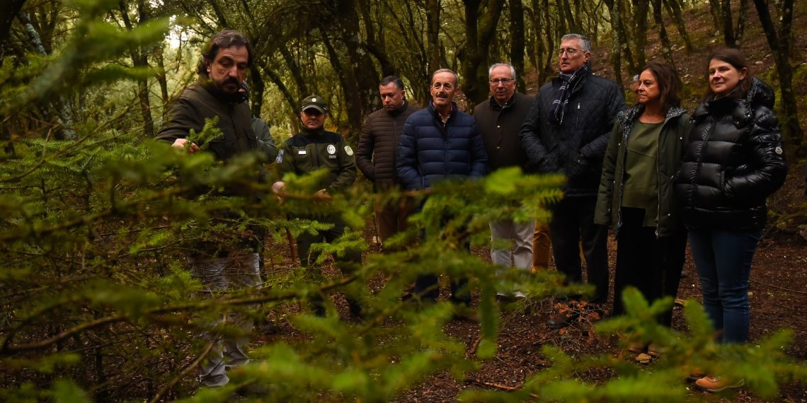 Andalucía y Aragón suman esfuerzos para proteger el pinsapo con un protocolo pionero