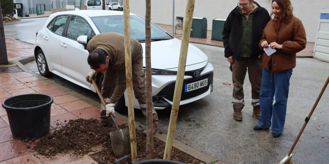El Ayuntamiento inicia un nuevo plan de replantación colocando más de un centenar de árboles en treinta calles de toda la ciudad