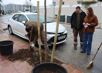 El Ayuntamiento inicia un nuevo plan de replantación colocando más de un centenar de árboles en treinta calles de toda la ciudad