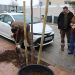El Ayuntamiento inicia un nuevo plan de replantación colocando más de un centenar de árboles en treinta calles de toda la ciudad