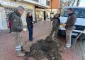 El Ayuntamiento de Ronda repone 120 alcorques vacíos con nuevos árboles