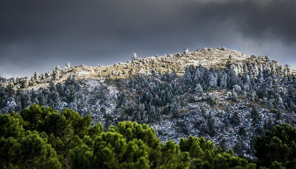 Sierra de las Nieves presentará en FITUR su Mirador Turístico Digital y un informe pionero sobre gestión en parques nacionales