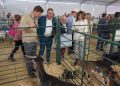 Ronda celebra su Real Feria de Mayo, ‘AgroRonda’, hasta el domingo