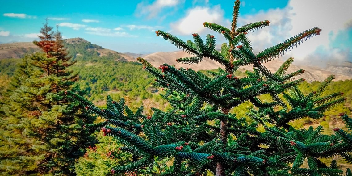 Andalucía impulsa la recuperación del pinsapo para hacer frente al cambio climático