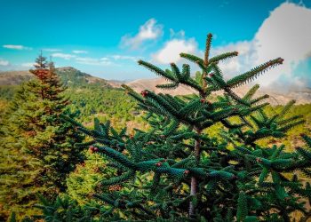 Andalucía impulsa la recuperación del pinsapo para hacer frente al cambio climático