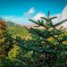 Andalucía impulsa la recuperación del pinsapo para hacer frente al cambio climático