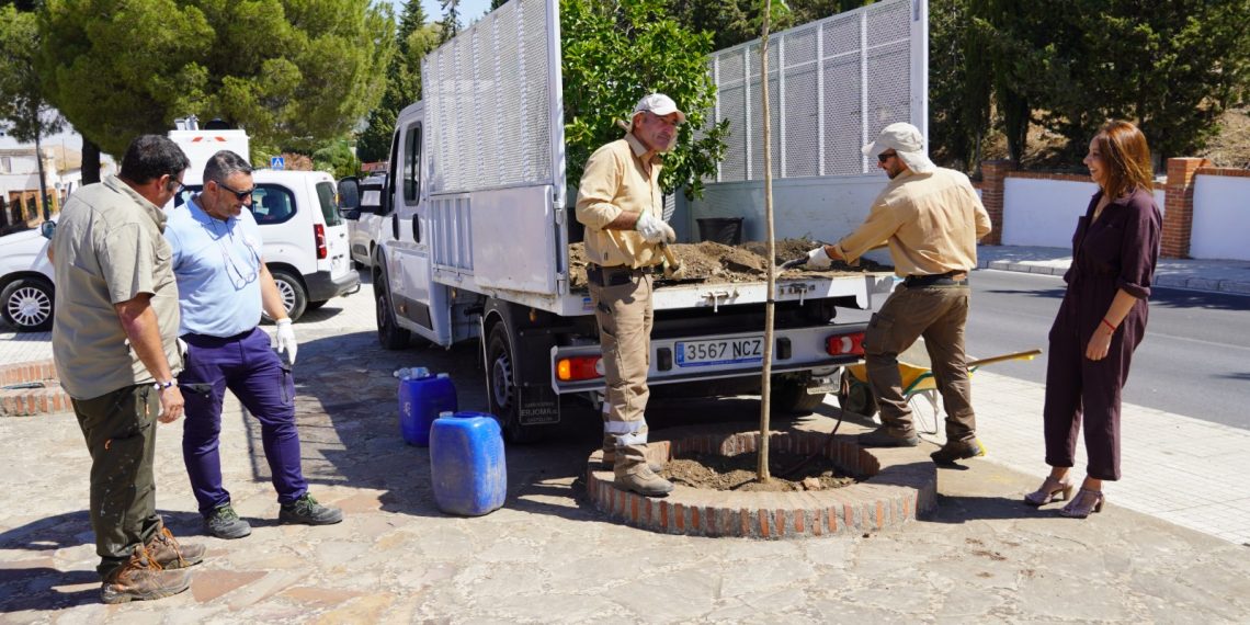 El Ayuntamiento renueva la imagen de la entrada a Ronda por calle Sevilla con una actuación de mejora paisajística y ornamental