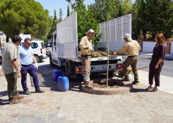 El Ayuntamiento renueva la imagen de la entrada a Ronda por calle Sevilla con una actuación de mejora paisajística y ornamental