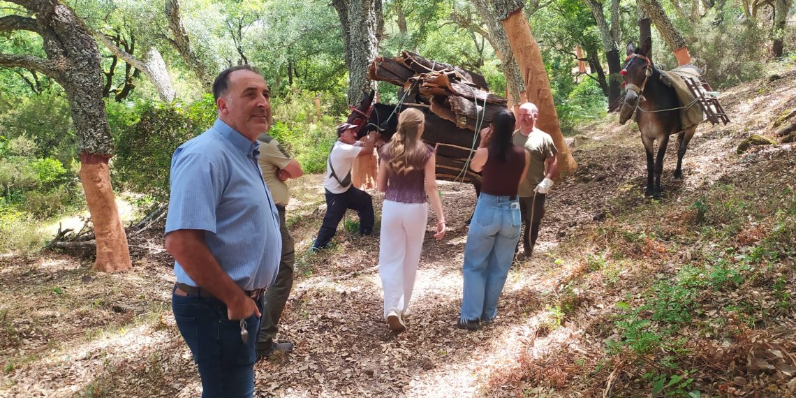 El Ayuntamiento de Ronda inicia la saca del corcho en sus montes