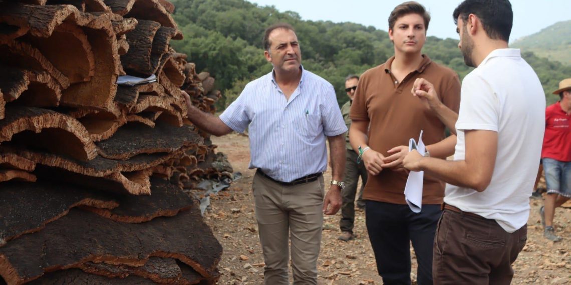 El Ayuntamiento de Ronda pone a la venta el corcho de sus Montes de Propio por más de 800.000 euros