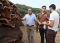 El Ayuntamiento de Ronda pone a la venta el corcho de sus Montes de Propio por más de 800.000 euros