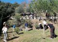 Hoy se abre el plazo para participar en las arboladas de la Diputación, que se celebrarán en la Axarquía y la Serranía de Ronda
