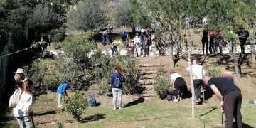 Hoy se abre el plazo para participar en las arboladas de la Diputación, que se celebrarán en la Axarquía y la Serranía de Ronda
